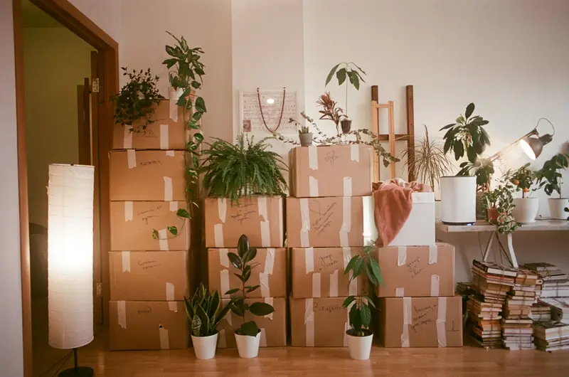 Packkartons mit Zimmerpflanzen in einer Wohnung